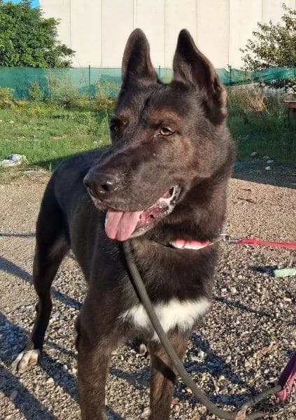 Bayron, male German Shepherd for adoption at APAD Dénia, Dénia — photo 8 of 13