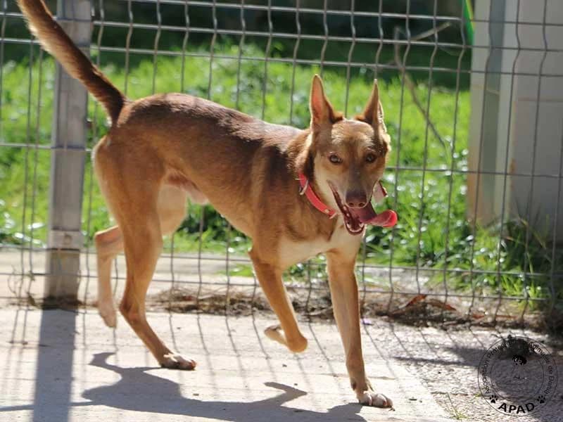 Berto, male young Podenco for adoption at APAD Dénia, Dénia
