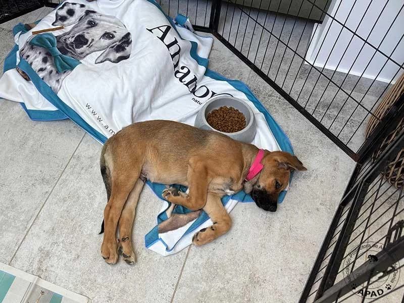 Bombon, male puppy Mixed Breed for adoption at APAD Dénia, Dénia