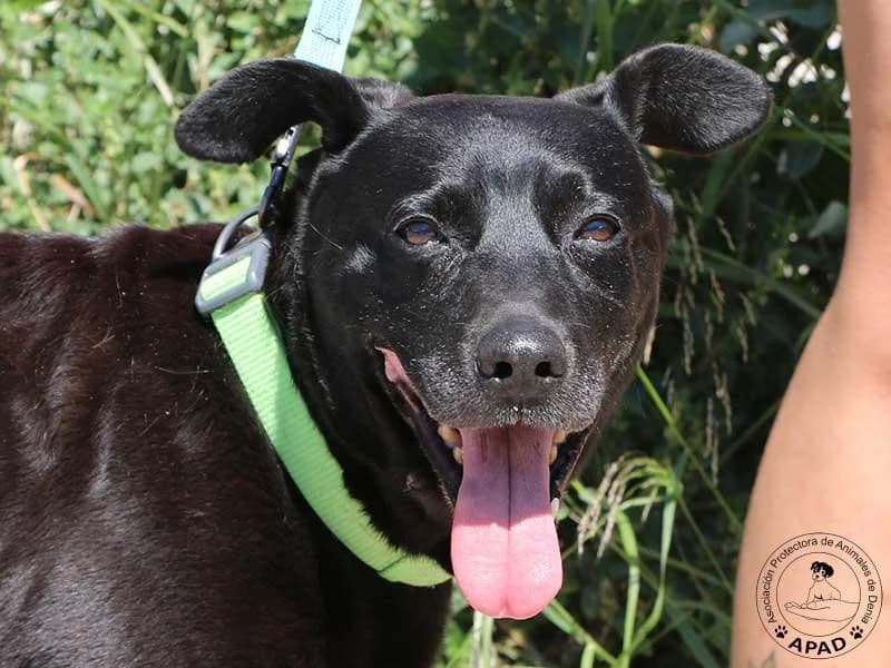 Bonita, male senior Mixed Breed for adoption at APAD Dénia, Dénia
