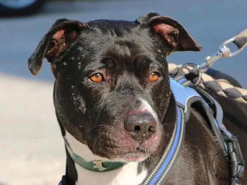Box, male senior Mixed Breed for adoption at APAD Dénia, Dénia