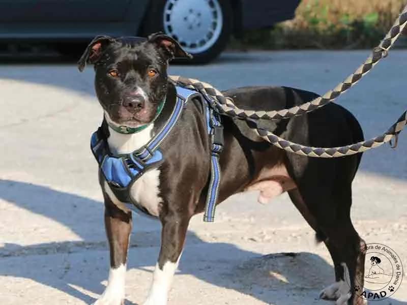 Box, male Mixed Breed for adoption at APAD Dénia, Dénia — photo 2 of 10