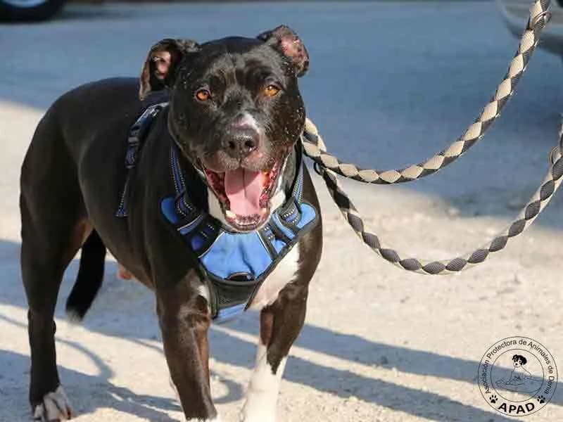 Box, male Mixed Breed for adoption at APAD Dénia, Dénia — photo 3 of 10