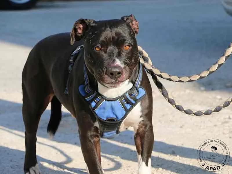Box, male Mixed Breed for adoption at APAD Dénia, Dénia — photo 4 of 10