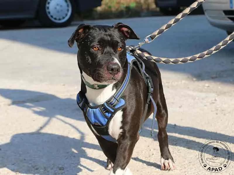 Box, male Mixed Breed for adoption at APAD Dénia, Dénia — photo 5 of 10