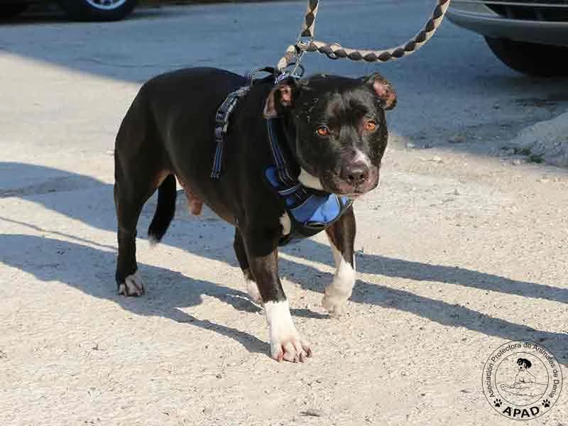 Box, male Mixed Breed for adoption at APAD Dénia, Dénia — photo 6 of 10