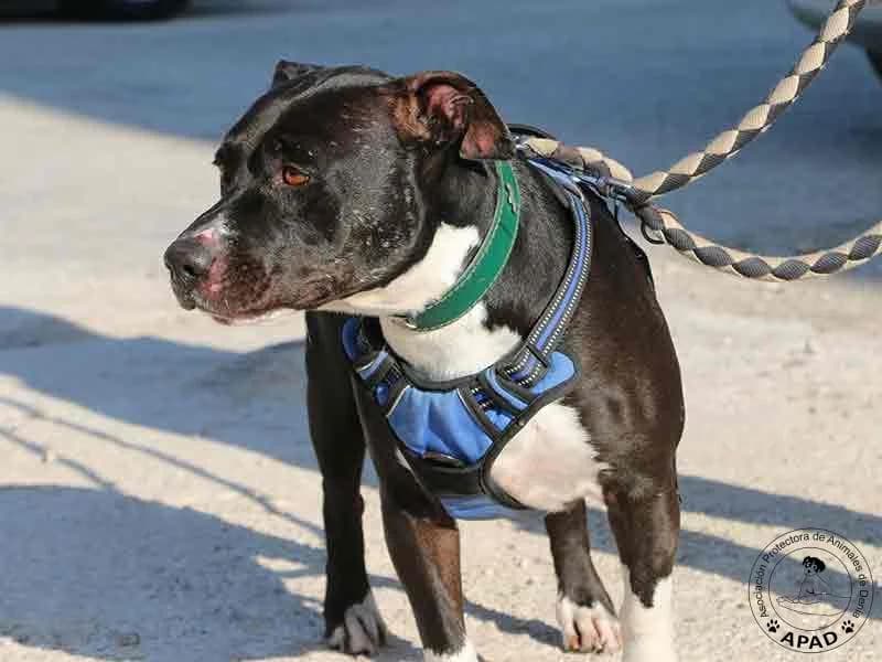 Box, male Mixed Breed for adoption at APAD Dénia, Dénia — photo 7 of 10