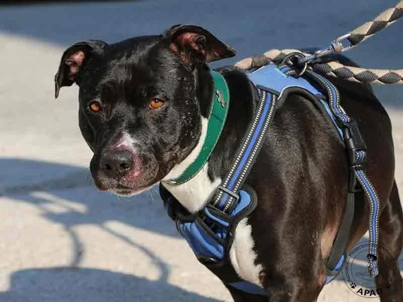 Box, male Mixed Breed for adoption at APAD Dénia, Dénia — photo 8 of 10