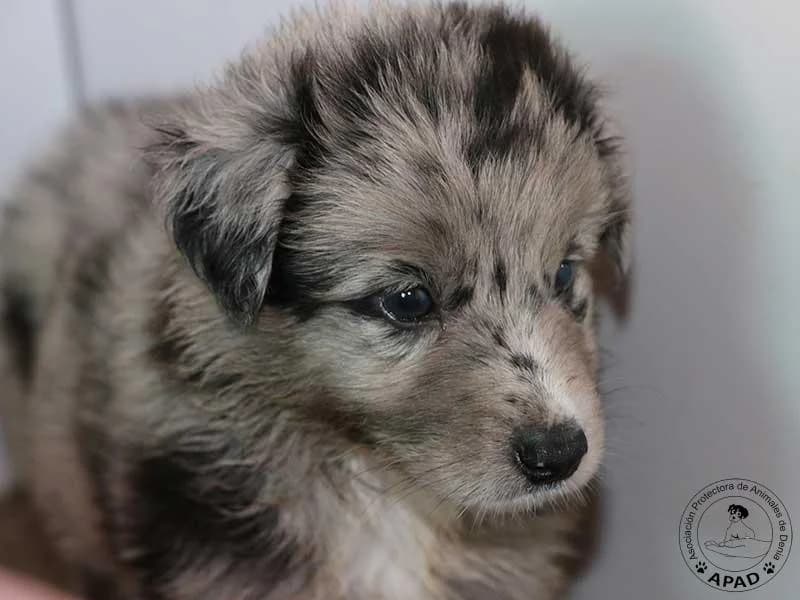Boy, male puppy Mixed Breed for adoption at APAD Dénia, Dénia