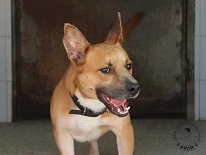 Bruno, male 6yo Mixed Breed for adoption at APAD Dénia, Dénia