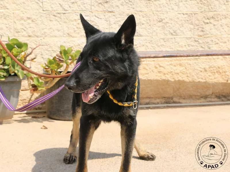Buddy, male German Shepherd for adoption at APAD Dénia, Dénia — photo 2 of 10