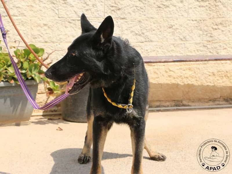Buddy, male German Shepherd for adoption at APAD Dénia, Dénia — photo 3 of 10