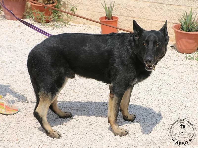 Buddy, male German Shepherd for adoption at APAD Dénia, Dénia — photo 4 of 10