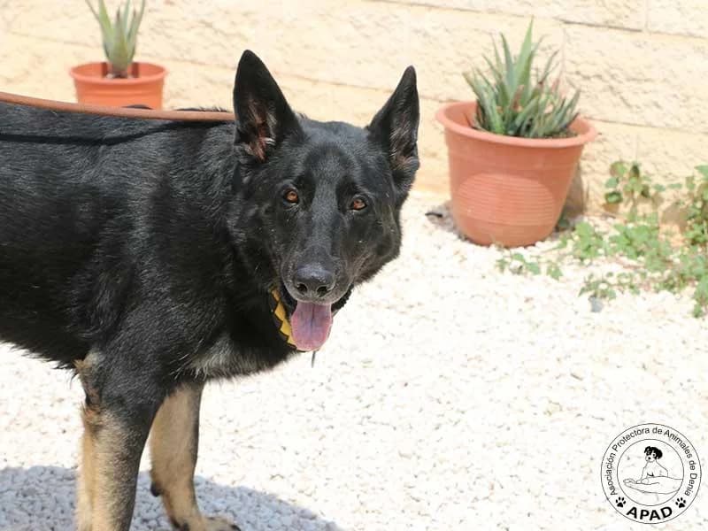Buddy, male German Shepherd for adoption at APAD Dénia, Dénia — photo 5 of 10