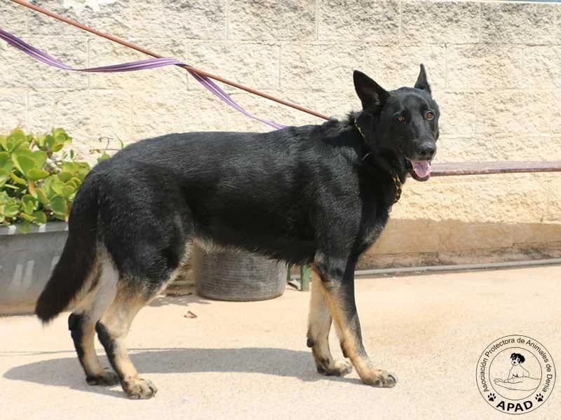 Buddy, male German Shepherd for adoption at APAD Dénia, Dénia — photo 6 of 10