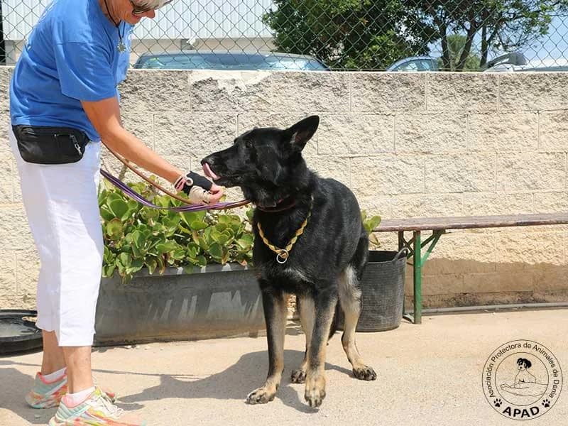 Buddy, male German Shepherd for adoption at APAD Dénia, Dénia — photo 7 of 10