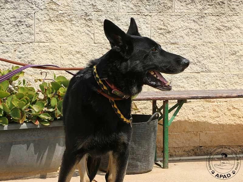 Buddy, male German Shepherd for adoption at APAD Dénia, Dénia — photo 8 of 10