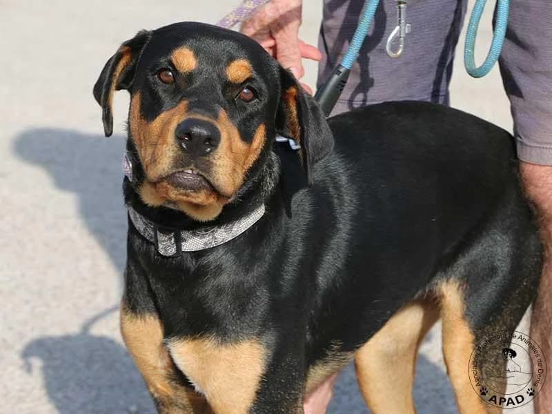 Carlota, male puppy Mixed Breed for adoption at APAD Dénia, Dénia
