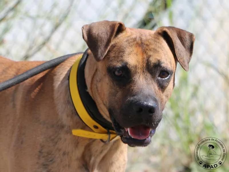 Chai, male young Mixed Breed for adoption at APAD Dénia, Dénia