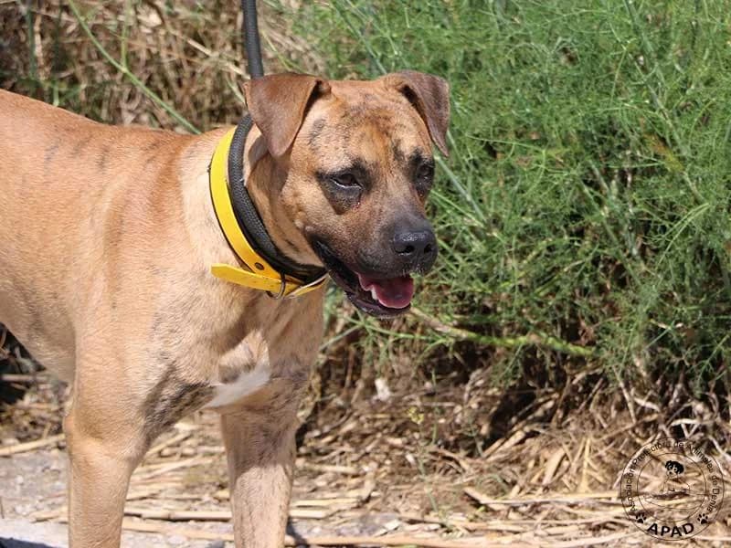 Chai, male Mixed Breed for adoption at APAD Dénia, Dénia — photo 2 of 16