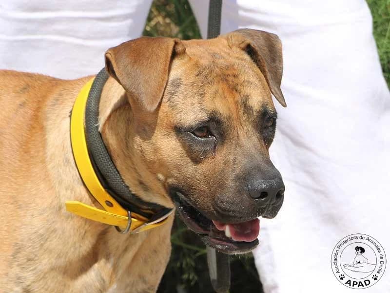 Chai, male Mixed Breed for adoption at APAD Dénia, Dénia — photo 3 of 16