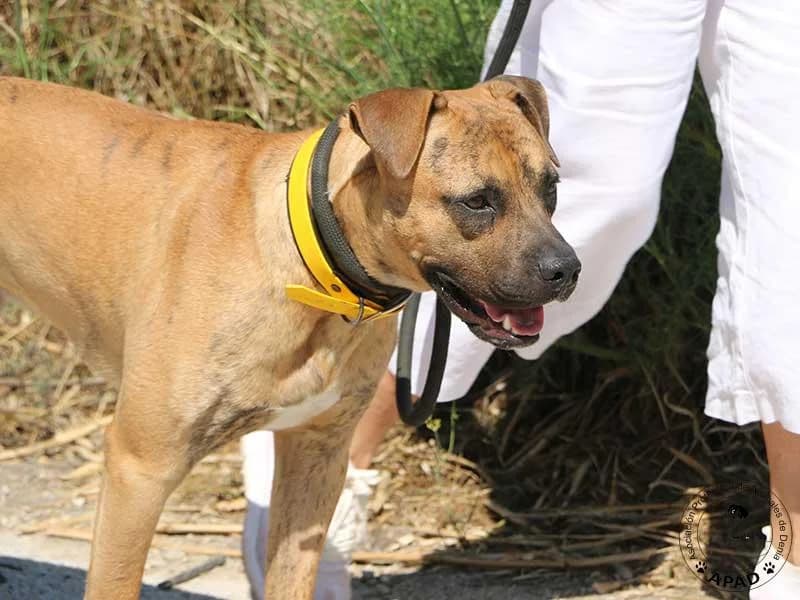 Chai, male Mixed Breed for adoption at APAD Dénia, Dénia — photo 4 of 16