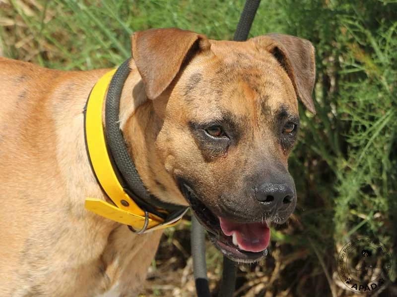 Chai, male Mixed Breed for adoption at APAD Dénia, Dénia — photo 5 of 16