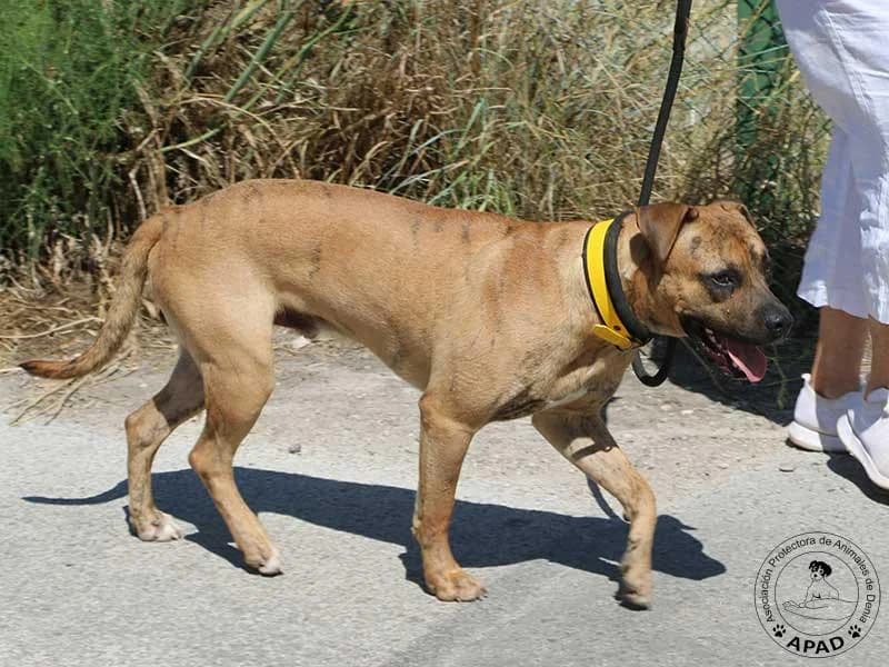 Chai, male Mixed Breed for adoption at APAD Dénia, Dénia — photo 6 of 16
