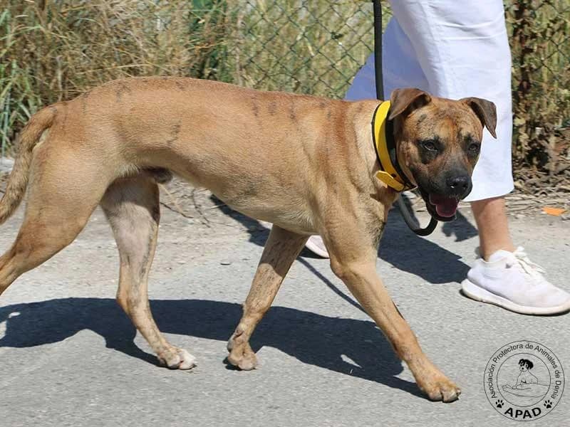 Chai, male Mixed Breed for adoption at APAD Dénia, Dénia — photo 7 of 16