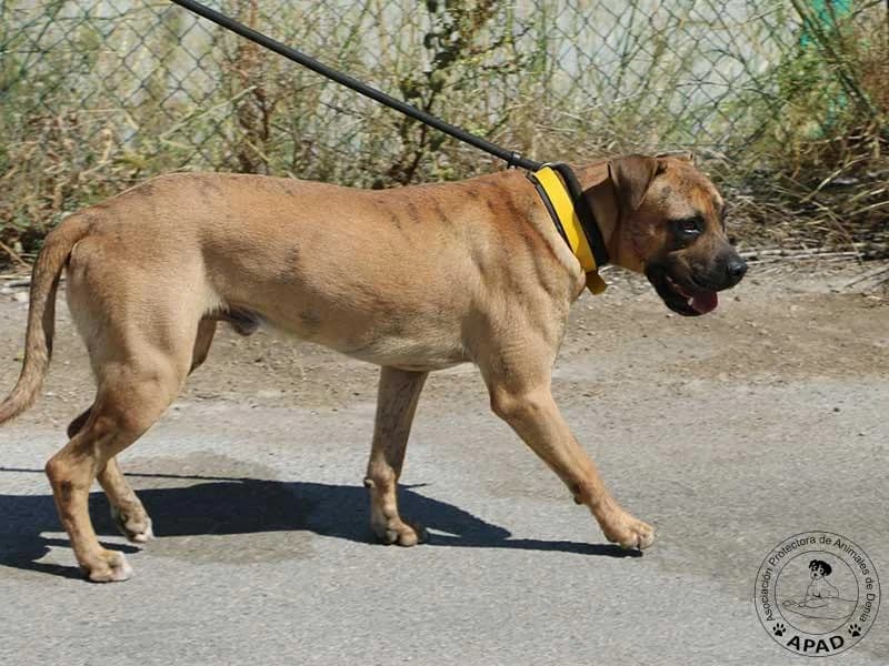 Chai, male Mixed Breed for adoption at APAD Dénia, Dénia — photo 8 of 16