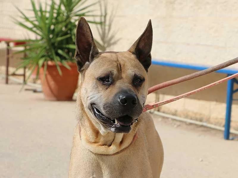 Cherry, male 6yo Shar Pei for adoption at APAD Dénia, Dénia