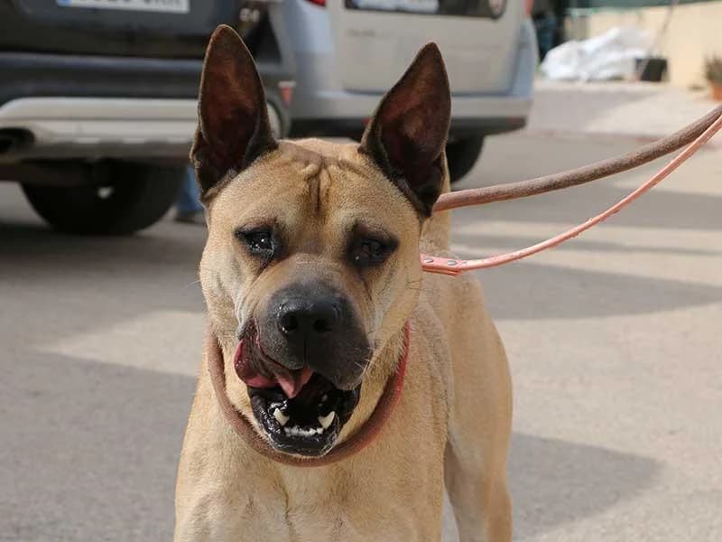 Cherry, male Shar Pei for adoption at APAD Dénia, Dénia — photo 2 of 21