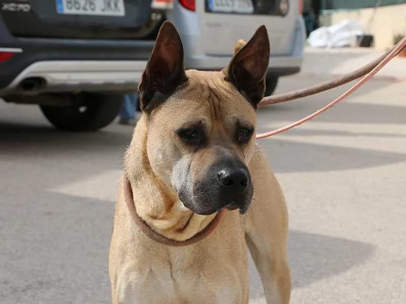Cherry, male Shar Pei for adoption at APAD Dénia, Dénia — photo 3 of 21
