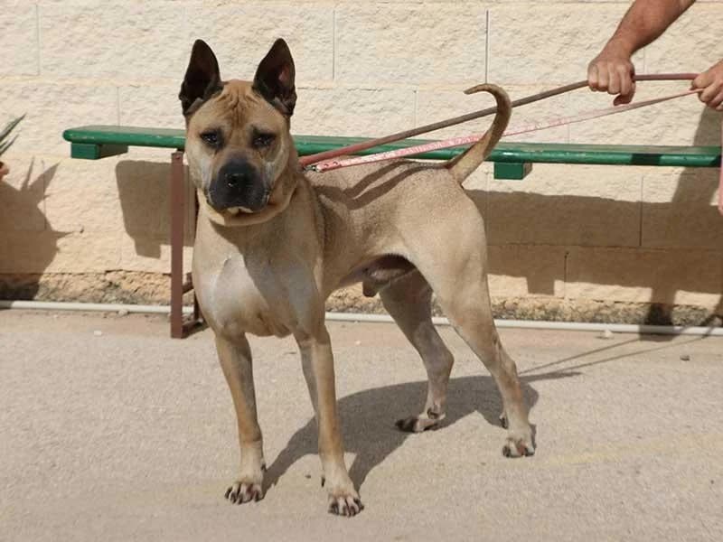 Cherry, male Shar Pei for adoption at APAD Dénia, Dénia — photo 4 of 21