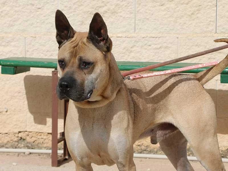 Cherry, male Shar Pei for adoption at APAD Dénia, Dénia — photo 5 of 21