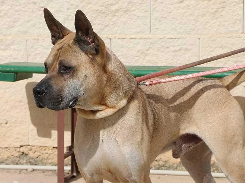 Cherry, male Shar Pei for adoption at APAD Dénia, Dénia — photo 6 of 21