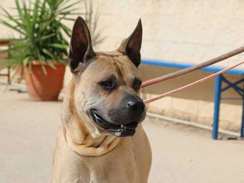 Cherry, male Shar Pei for adoption at APAD Dénia, Dénia — photo 7 of 21