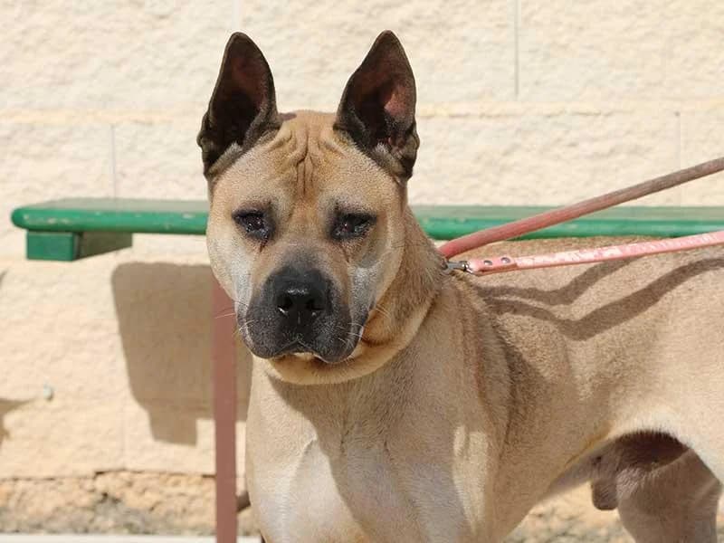 Cherry, male Shar Pei for adoption at APAD Dénia, Dénia — photo 8 of 21