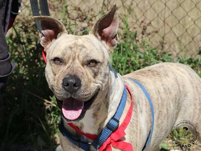 Chila, male American Staffordshire Terrier for adoption at APAD Dénia, Dénia