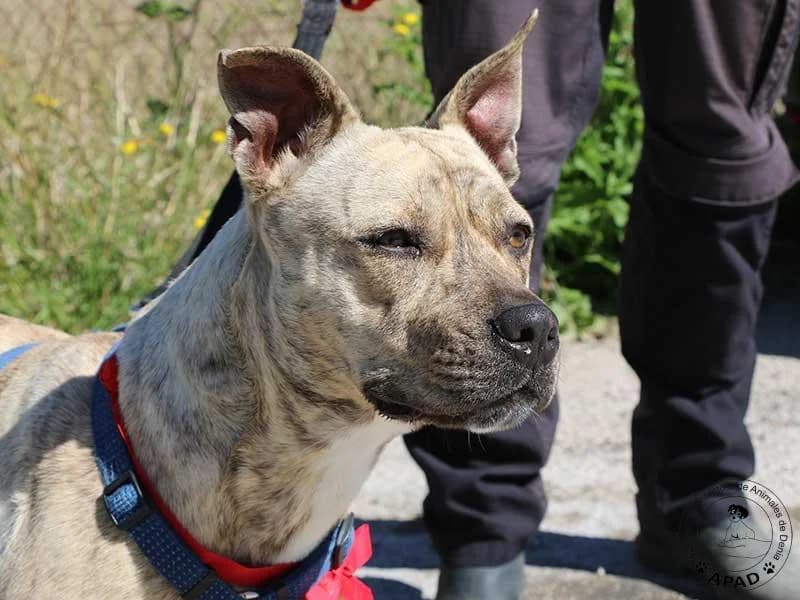 Chila, male American Staffordshire Terrier for adoption at APAD Dénia, Dénia — photo 2 of 13