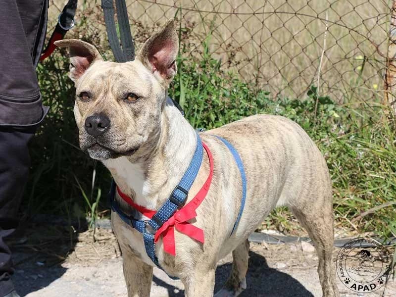Chila, male American Staffordshire Terrier for adoption at APAD Dénia, Dénia — photo 3 of 13