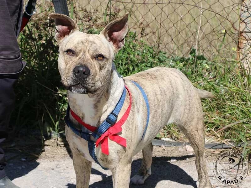 Chila, male American Staffordshire Terrier for adoption at APAD Dénia, Dénia — photo 4 of 13