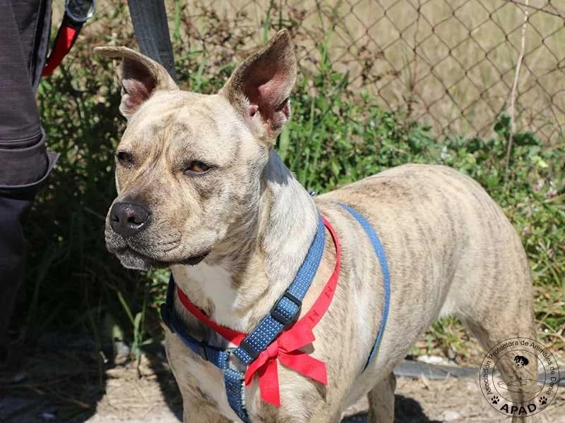 Chila, male American Staffordshire Terrier for adoption at APAD Dénia, Dénia — photo 5 of 13