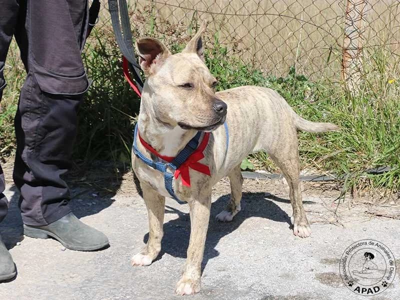 Chila, male American Staffordshire Terrier for adoption at APAD Dénia, Dénia — photo 6 of 13