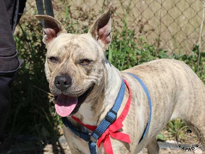Chila, male American Staffordshire Terrier for adoption at APAD Dénia, Dénia — photo 7 of 13