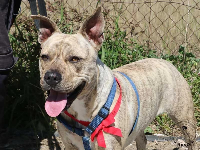 Chila, male American Staffordshire Terrier for adoption at APAD Dénia, Dénia — photo 8 of 13