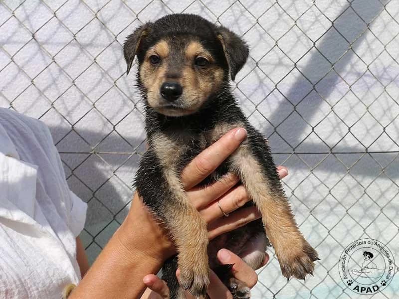 Cody, male puppy Mixed Breed for adoption at APAD Dénia, Dénia