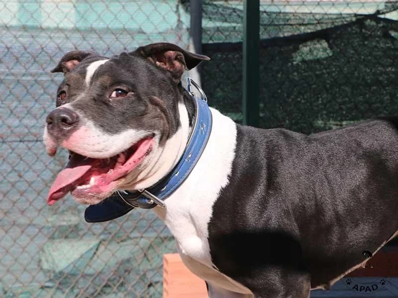Daisy, male young Staffordshire Bull Terrier for adoption at APAD Dénia, Dénia