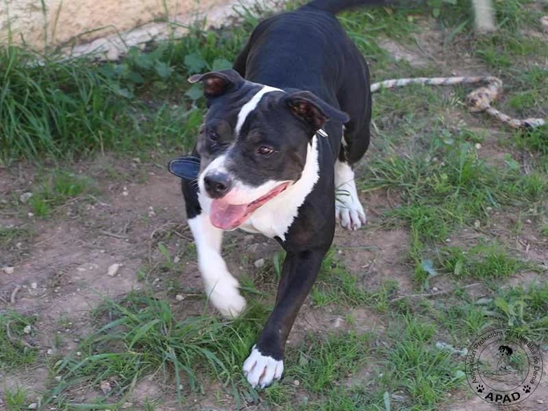 Daisy, male Staffordshire Bull Terrier for adoption at APAD Dénia, Dénia — photo 2 of 15