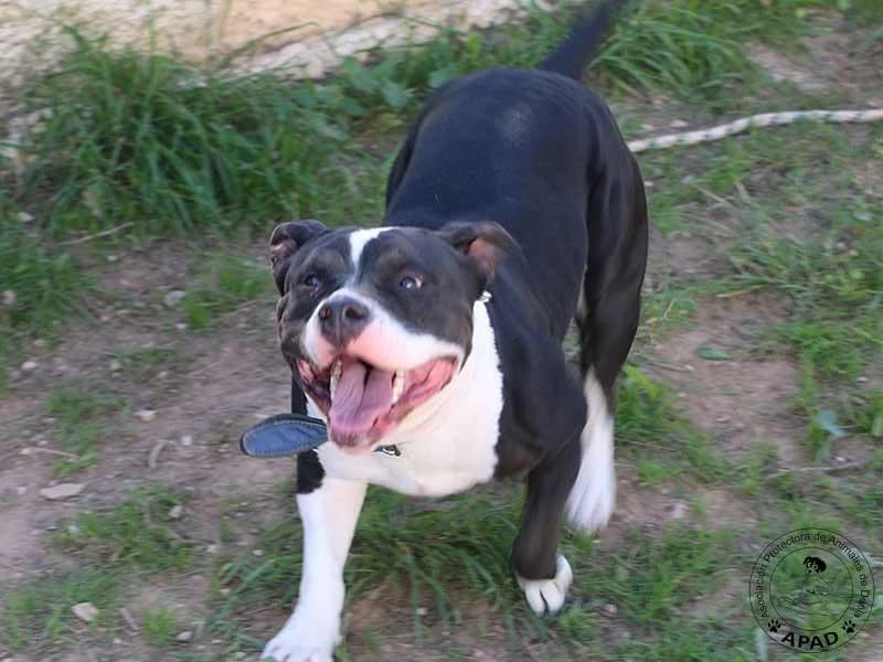 Daisy, male Staffordshire Bull Terrier for adoption at APAD Dénia, Dénia — photo 3 of 15